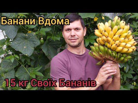 Видео: Банани 🍌🍌🍌 масово достигають під Києвом.Банан Київський карлик.