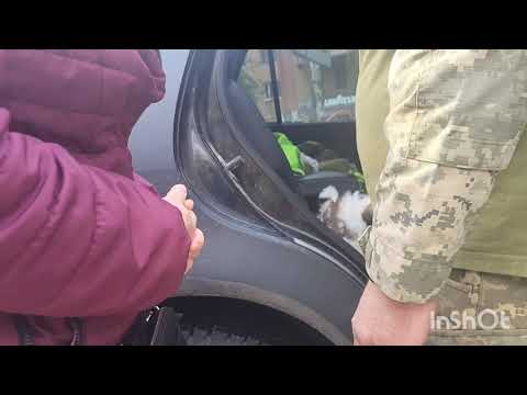 Видео: Мы купили собаку. 