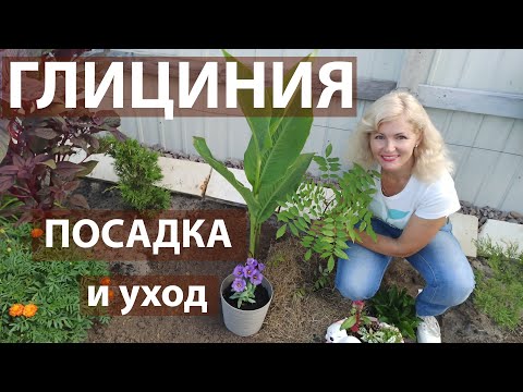 Видео: Как сажать глицинию