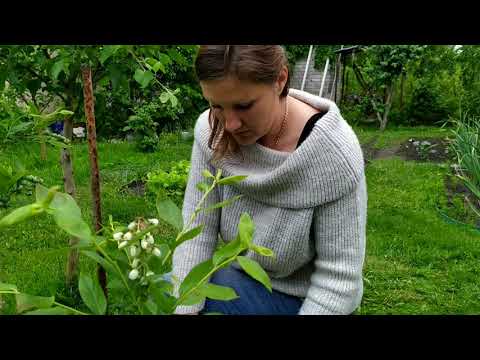 Видео: Ошибки посадки голубики на черноземе.