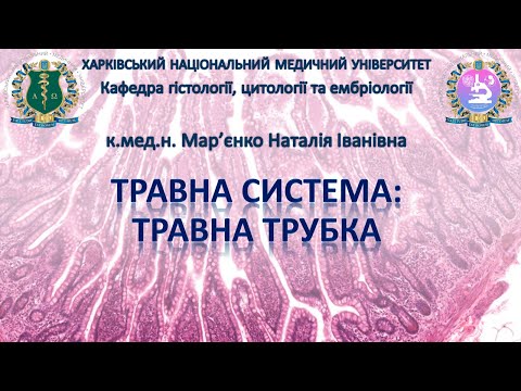 Видео: Травна система: травна трубка (глотка, стравохід, шлунок та кишечник). Гістологія