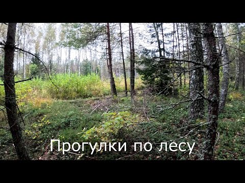 Видео: Прогулки по лесу | По пустому лесу.  Видео не для грибников.