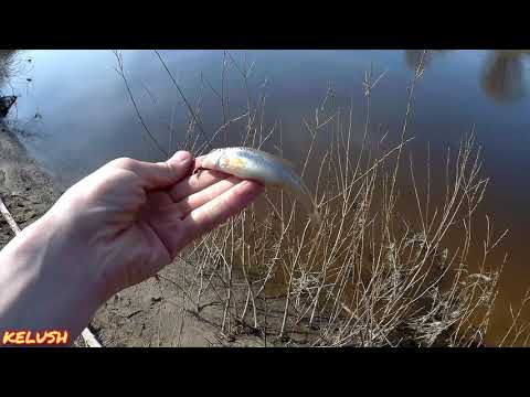 Видео: 30 МИНУТНАЯ РЫБАЛКА НА РЕКЕ ИЛЕТЬ.