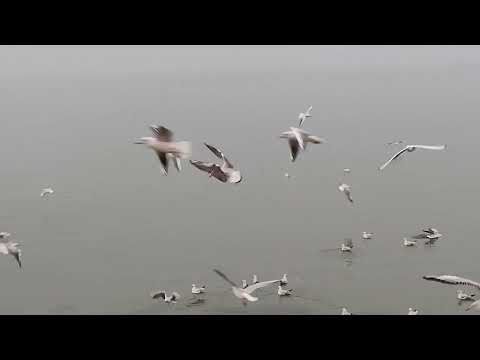 Видео: Море чайки и туман Бердянск 9 ноября 2025г