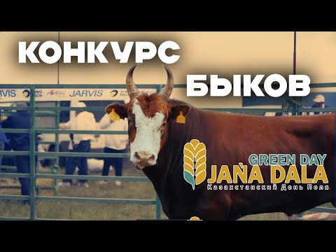 Видео: Самый крупный конкурс быков в Казахстане