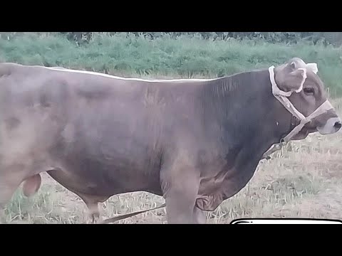 Видео: се сар молхоеи бехтарин ба фуруш гузоштем тел 200 59 99 98 (12 09 2025
