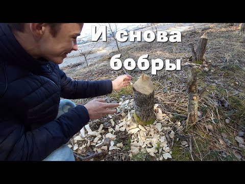 Видео: Алтья, Сангасте и Палмсе. Продолжаем искать бобра.