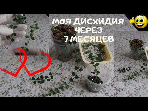 Видео: ДИСХИДИЯ (Dischidia) через 7 месяцев после приобретения 10 см черенком . Укореняю двумя способами