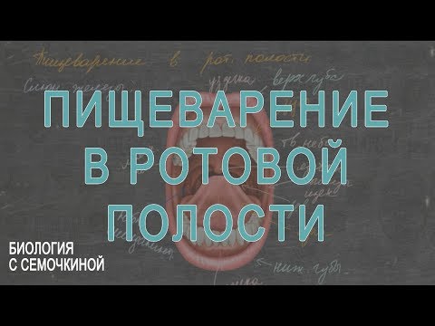 Видео: Пищеварение в ротовой полости