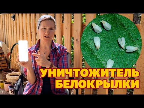 Видео: БЕЛОКРЫЛКА ИСЧЕЗНЕТ В ТЕПЛИЦЕ /БЕЛОКРЫЛКА НА КОМНАТНЫХ ЦВЕТАХ МЕТОД БОРЬБЫ  @obovsemsmarusya
