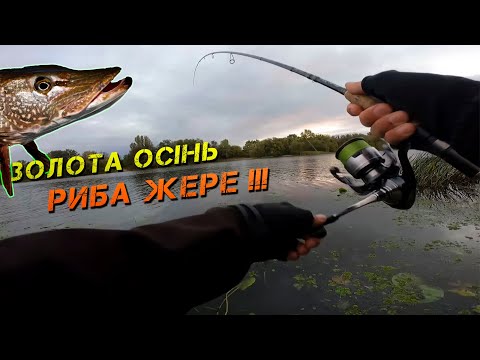 Видео: ✅ ЖОР РОЗПОЧАВСЯ! РИБА ДУРІЄ! РИБАЛКА В КИЄВІ ✅