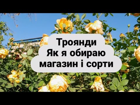 Видео: як вибрати троянди, щоб були як в інтернеті?/Perfect Roses for Your Garden: Tips for Choosing