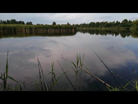 Видео: Реальная рыбалка 2. Фарм на рыбхозе