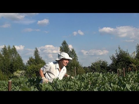 Видео: Русские черные