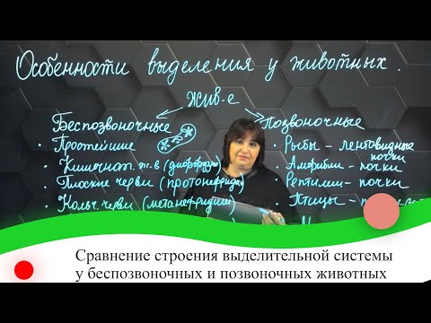 Видео: Сравнение строения выделительной системы у беспозвоночных и позвоночных животных. 7 класс.