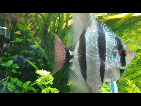 Видео: Альтум XL