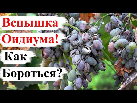 Видео: Вспышка ОИДИУМА на ВИНОГРАДЕ! Что ДЕЛАТЬ?