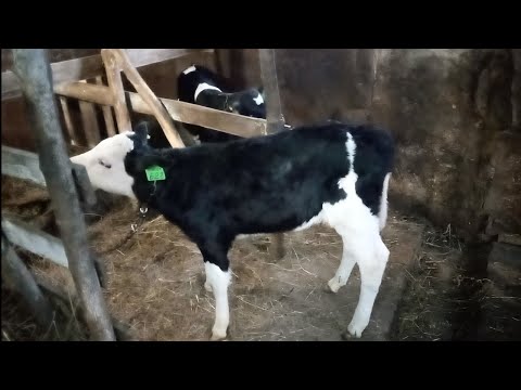 Видео: Последствия очередного урагана/Ставим маленьких телят на цепь
