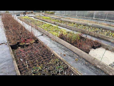 Видео: Гортензия метельчатая в контейнере, как будет зимовать🌸08.11.2025