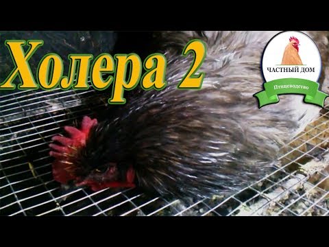 Видео: Холера Лечение петуха
