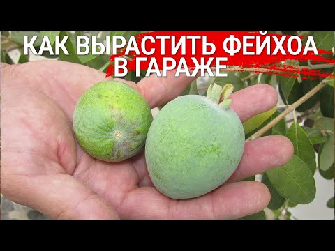 Видео: КАК ВЫРАСТИТЬ ФЕЙХОА В ГАРАЖЕ