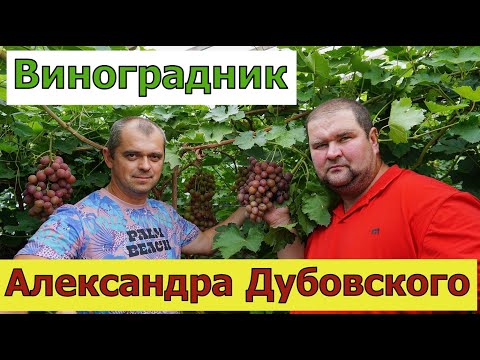 Видео: Виноградари Беларуси. В гостях у Александра и Натальи Дубовских . г. Гомель. Часть 1.