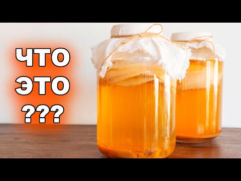 Видео: Что такое чайный гриб?