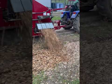 Видео: Мульчирование голубики. Blueberry mulching. #голубика #blueberry