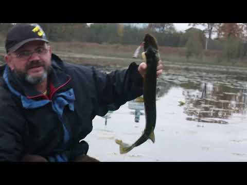 Видео: ЩУКА на  ПОДГОТОВЛЕННЫЙ  ПОППЕР   в  КУВШИНКАХ