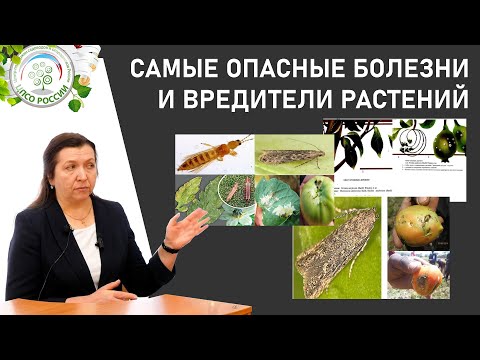 Видео: Карантинные вредные организмы, ограниченно распространённые на территории Брянской области