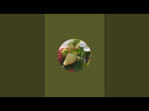 Видео: саджанці на продажу 🍓🍓🍓