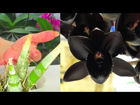 Видео: Загадочная орхидея МОРКОВКА. Самая чёрная орхидея в мире. Орхидея Катасетум (Catasetum)