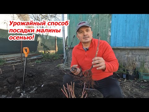 Видео: Осенняя посадка малины в саду: секреты максимального урожая.