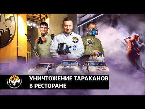 Видео: Уничтожение тараканов в ресторане