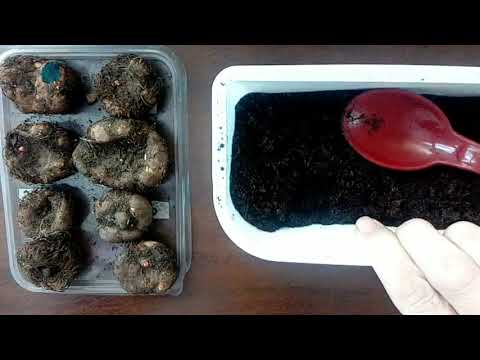 Видео: Как разбудить клубень бегонии