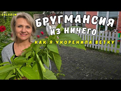 Видео: Размножение бругмансии черенками — простой способ укоренить Бругмансию на даче. @GALABUM​