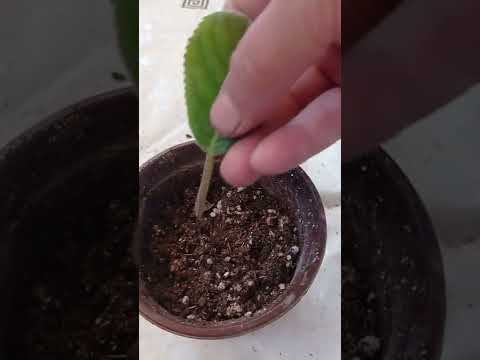 Видео: глоксиния гулун кобойтуу