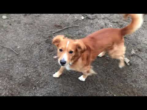 Видео: Прогулка с собакой набережная майна Франкфурт Германия