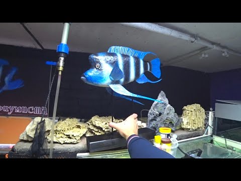 Видео: Такую рыбу вы точно не видели😅 Шедевр от таксидермиста 👍👍👍