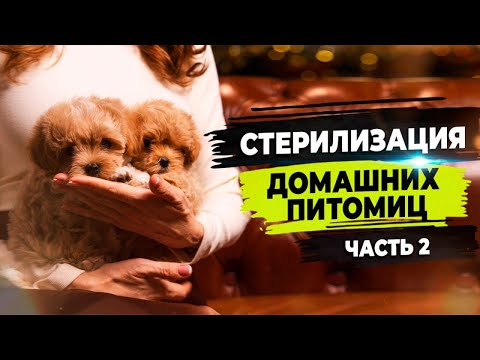 Видео: Обязательная стерилизация собак. Принудительная вязка.