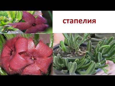 Видео: СТАПЕЛИЯ СУККУЛЕНТ. ЧЕРЕНКОВАНИЕ.