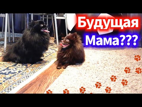 Видео: Как протекает беременность у шпицев, чего ожидать?