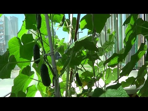 Видео: Огурцы на балконе. От семян до плодов.