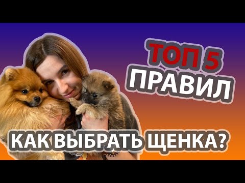 Видео: ПОМЕРАНСКИЙ ШПИЦ | КАК ВЫРАТЬ ЩЕНКА ШПИЦА | ТОП 5 ПРАВИЛ ПРИ ВЫБОРЕ ЩЕНКА