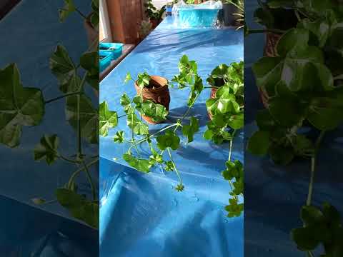 Видео: Пеларгония Рич Аут Ред плющелистная.