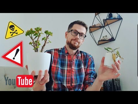 Видео: Моя идеально неидеальная коллекция растений.