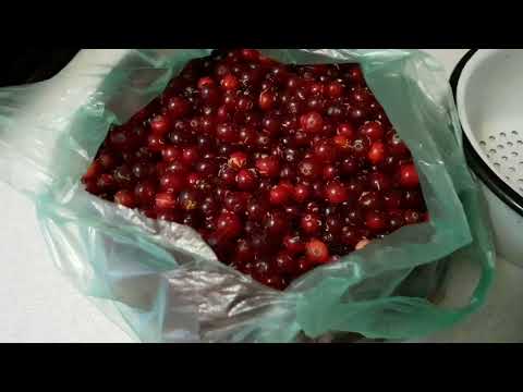 Видео: ЗАГОТОВКА КЛЮКВЫ на зиму.КАРТОШКА С ГРИБАМИ и БОРЩИК.Что едят пенсионеры.