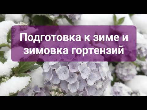 Видео: Подготовка к зиме и зимовка гортензий