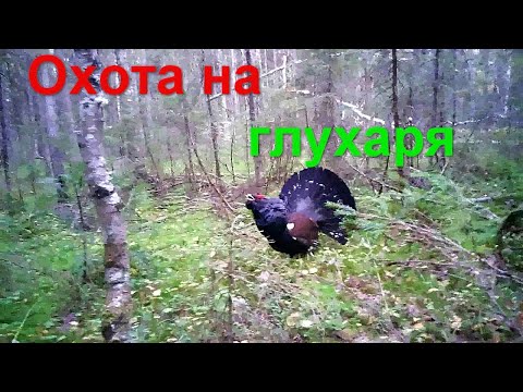 Видео: Охота на глухаря осенью с подхода
