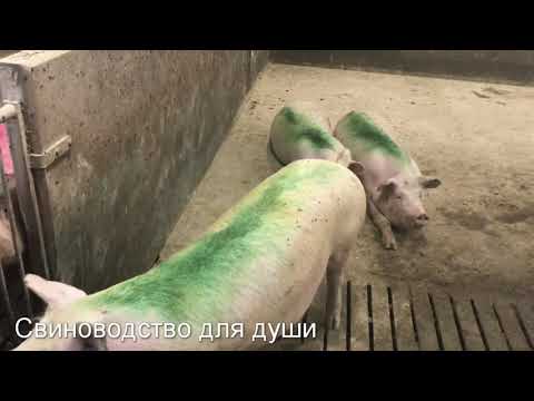 Видео: В каком возрасте осеменять свинью первый раз?сколько месяцев и сколько должна весить!